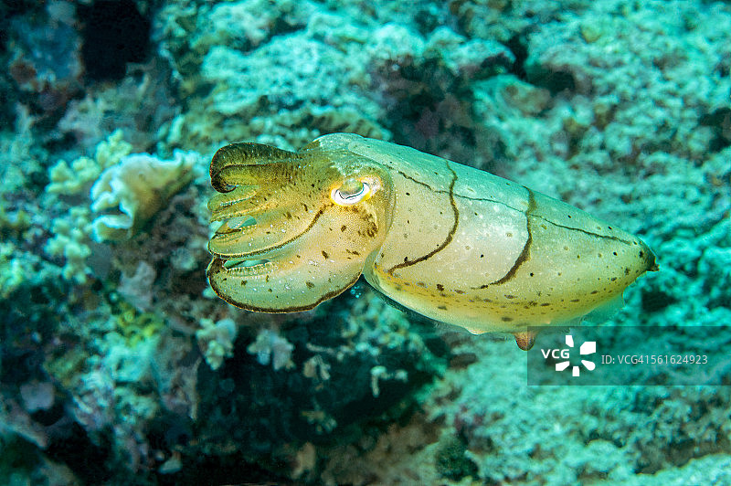 珊瑚礁乌贼图片素材