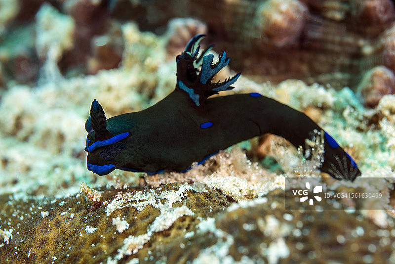 坦比亚属海蛞蝓图片素材