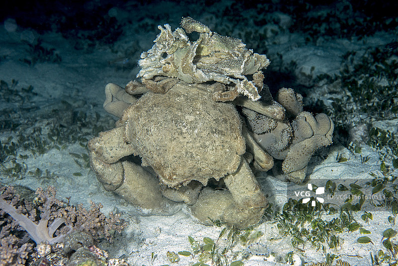 夜晚的海绵螃蟹图片素材