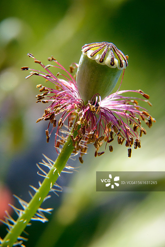 罂粟花头图片素材