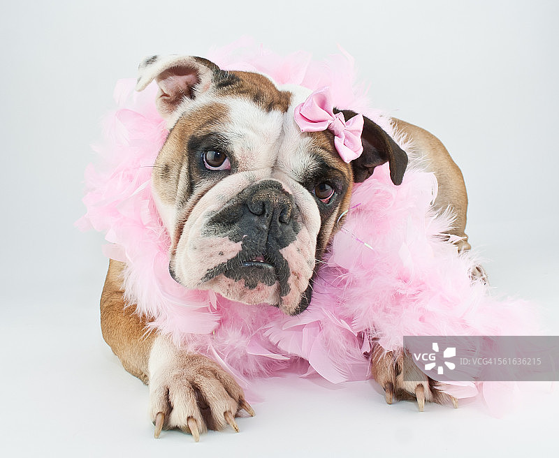 我天生丽质图片素材