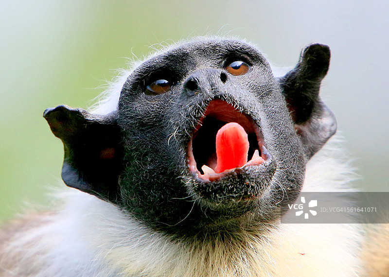 黑红柽柳猴图片素材