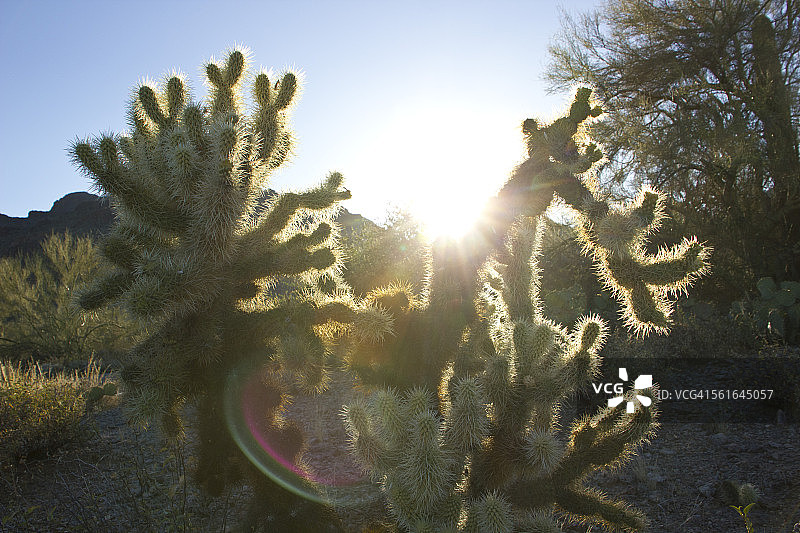 日出时分的泰迪熊图片素材