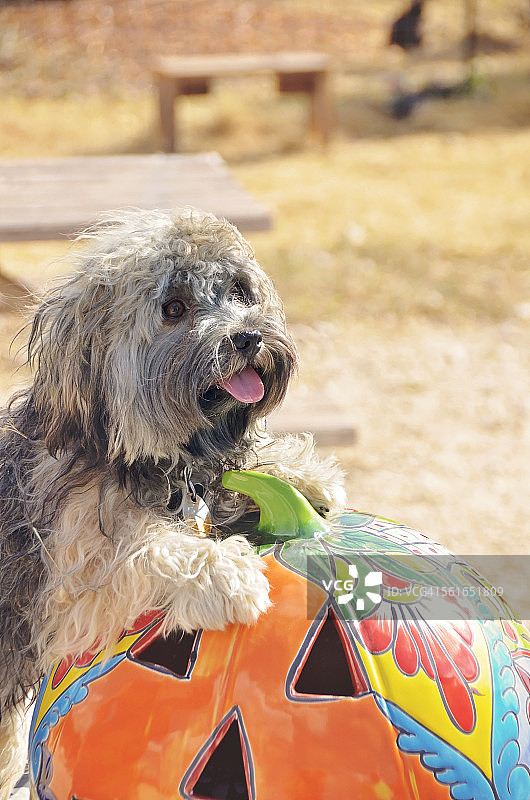 爪子放在装饰南瓜上的哈瓦那幼犬图片素材
