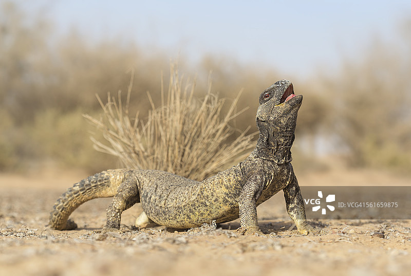 莱氏刺尾蜥图片素材