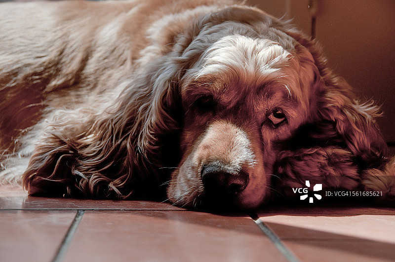 动物的眼神接触图片素材