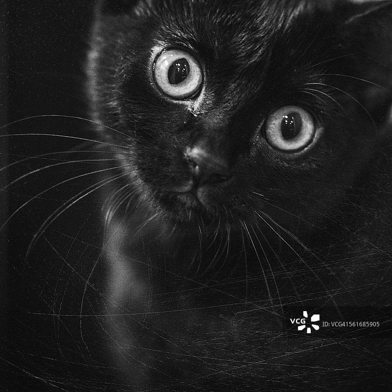 动物的眼神接触图片素材