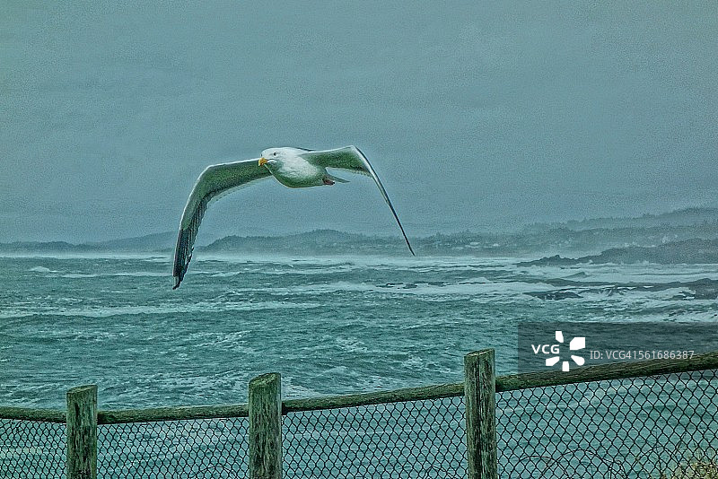 动物的眼神接触图片素材