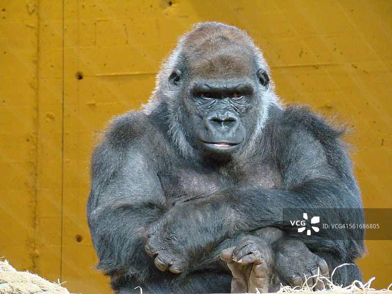 动物的眼神接触图片素材