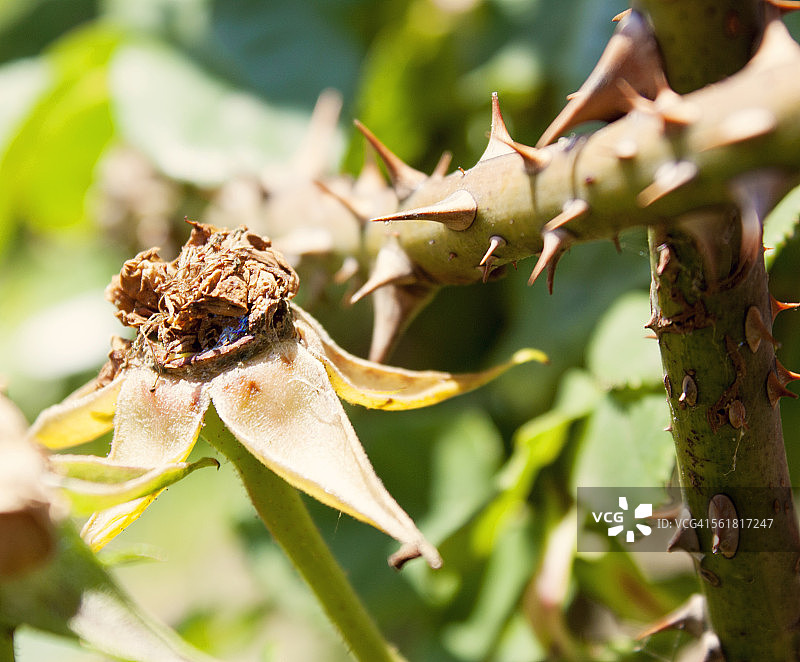 玫瑰刺和干玫瑰特写图片素材
