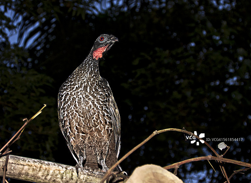 夜幕降临时的红眼鸟图片素材