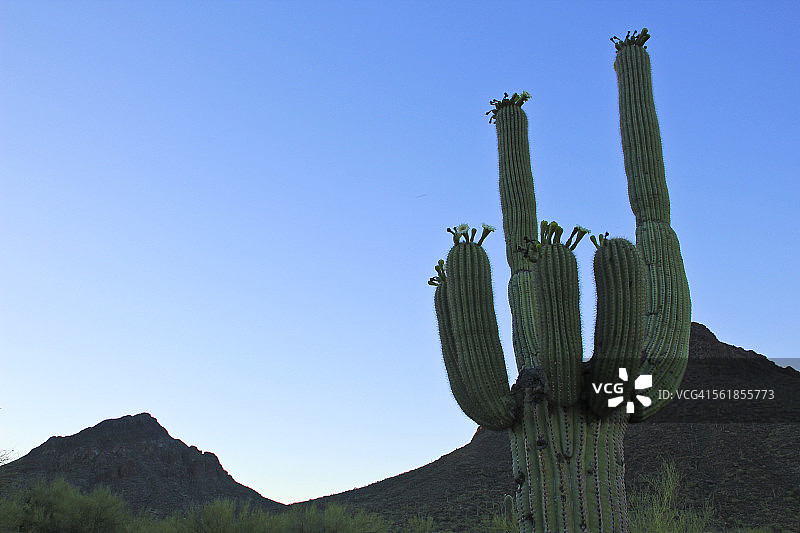 日出时分的开花巨人柱图片素材