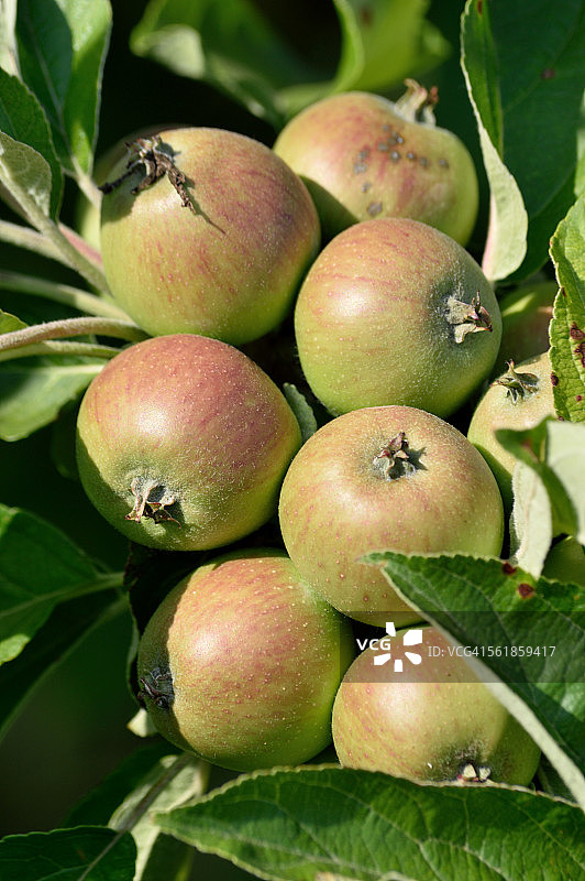 苹果树枝图片素材