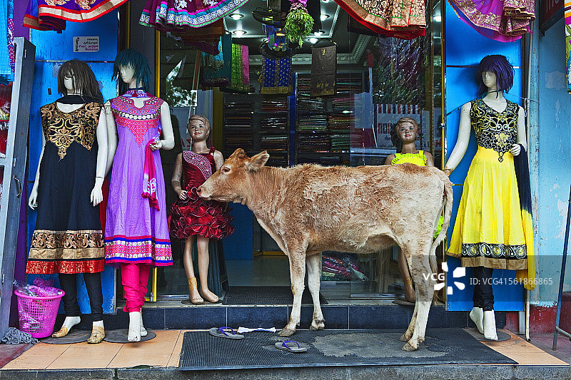 好奇的牛，贾夫纳，斯里兰卡图片素材