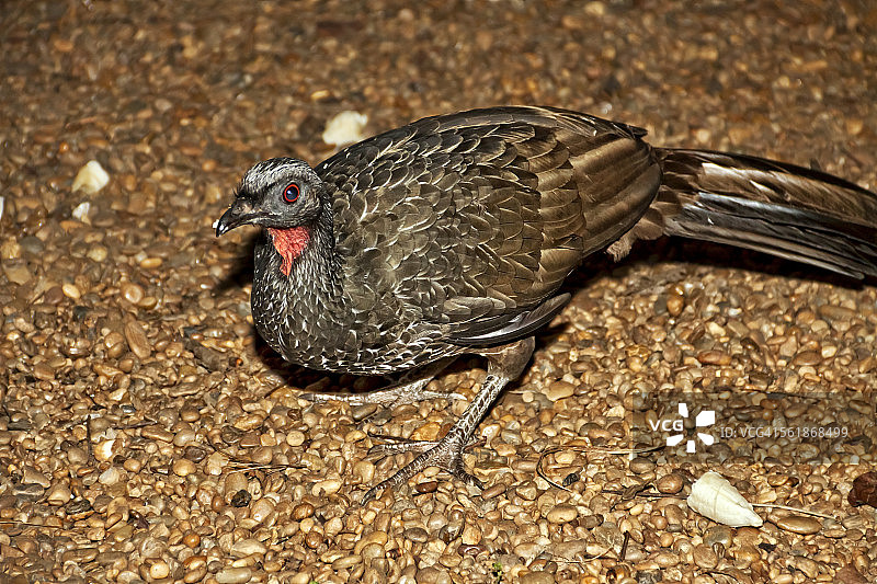 鸟类的晚餐：香蕉图片素材
