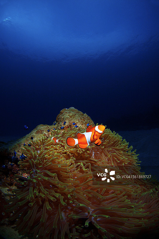 西部小丑鱼图片素材