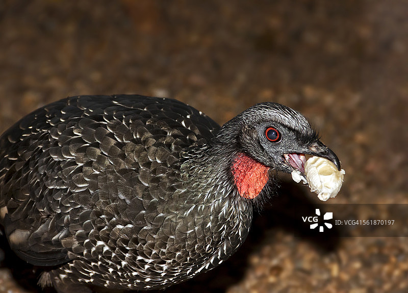 鸟在食物上的特写图片素材