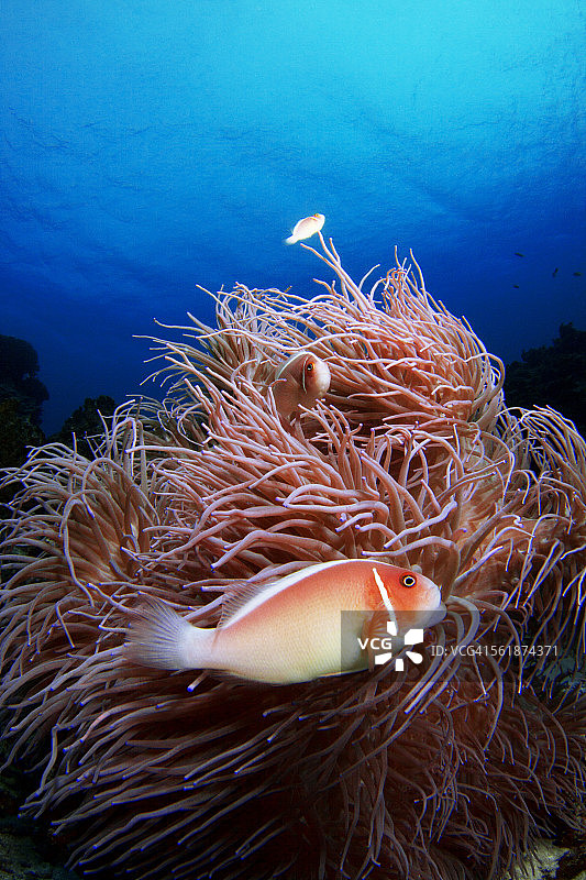 粉色海葵鱼图片素材