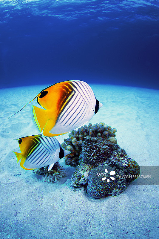 丝鳍蝴蝶鱼图片素材