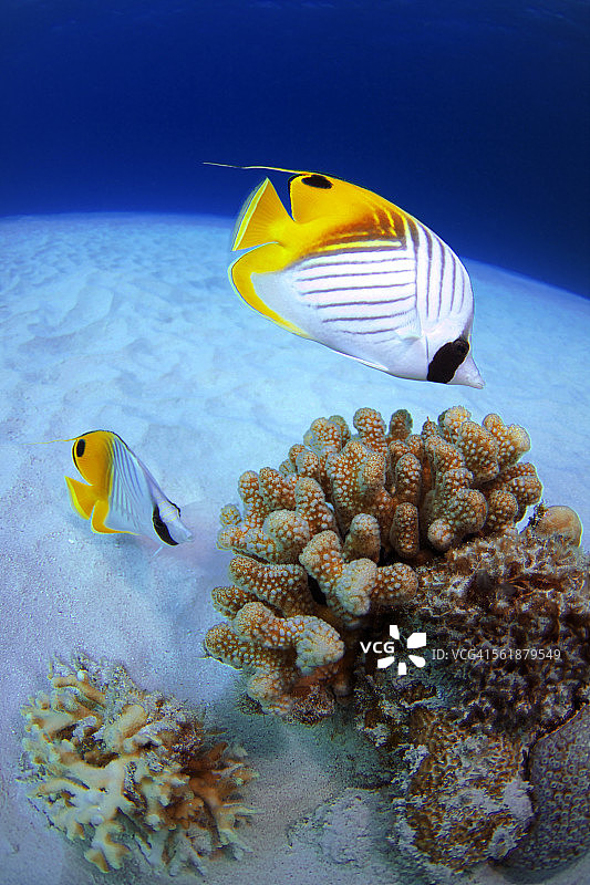 丝鳍蝴蝶鱼图片素材