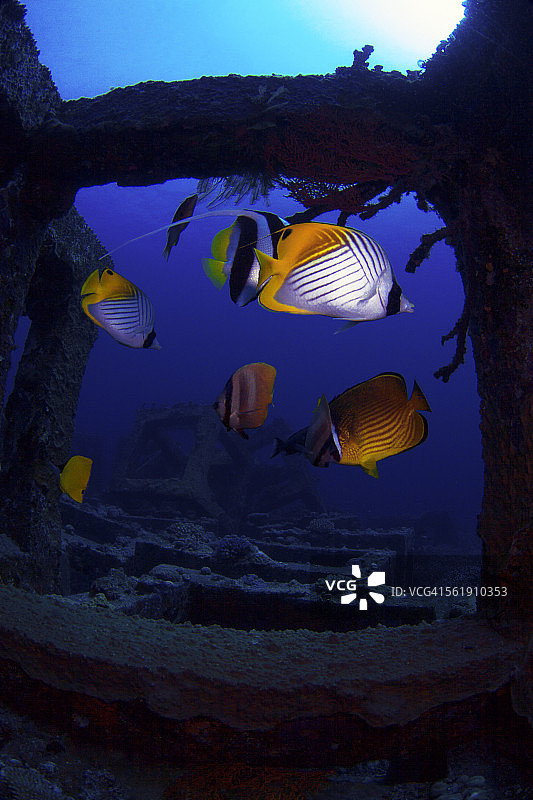 丝鳍蝴蝶鱼图片素材