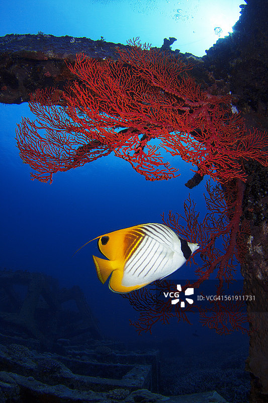 丝鳍蝴蝶鱼图片素材