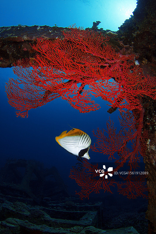 丝鳍蝴蝶鱼图片素材