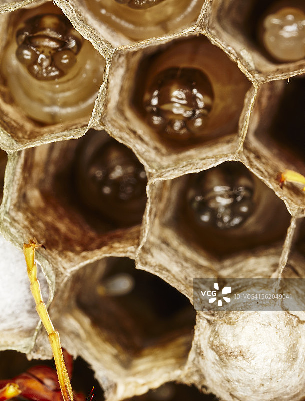 阿维斯帕斯图片素材