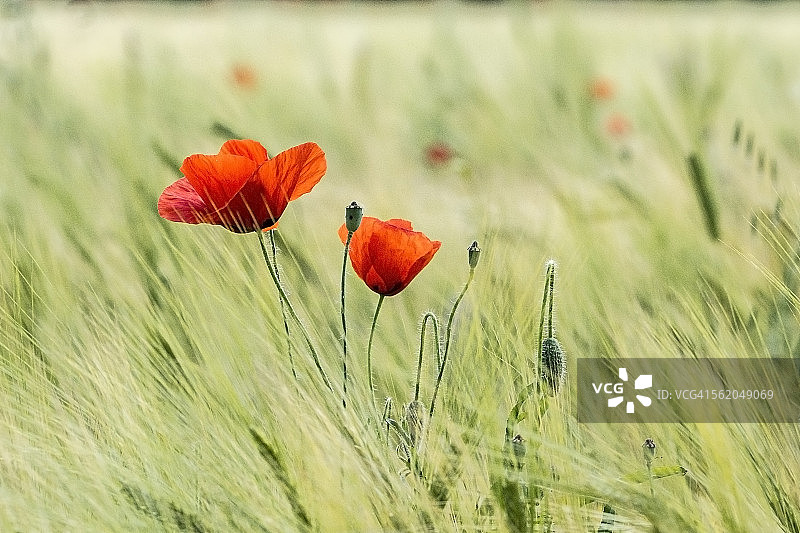 春天里的罂粟花图片素材