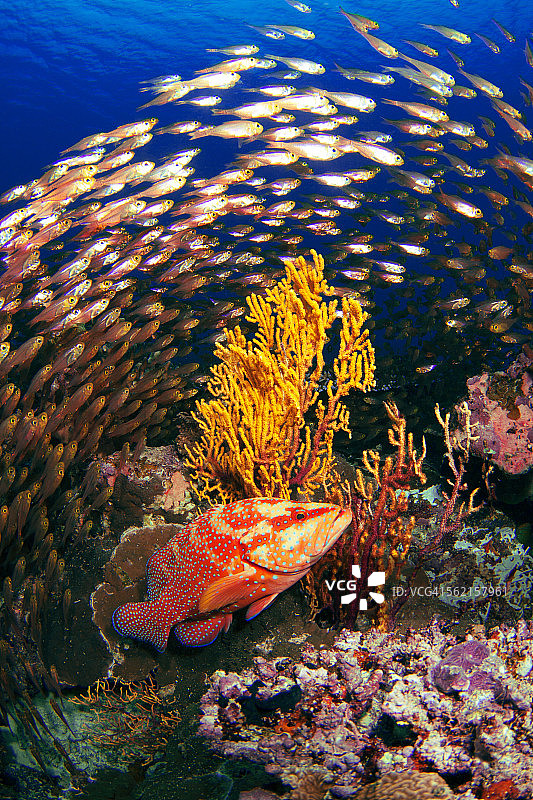 珊瑚石斑鱼图片素材