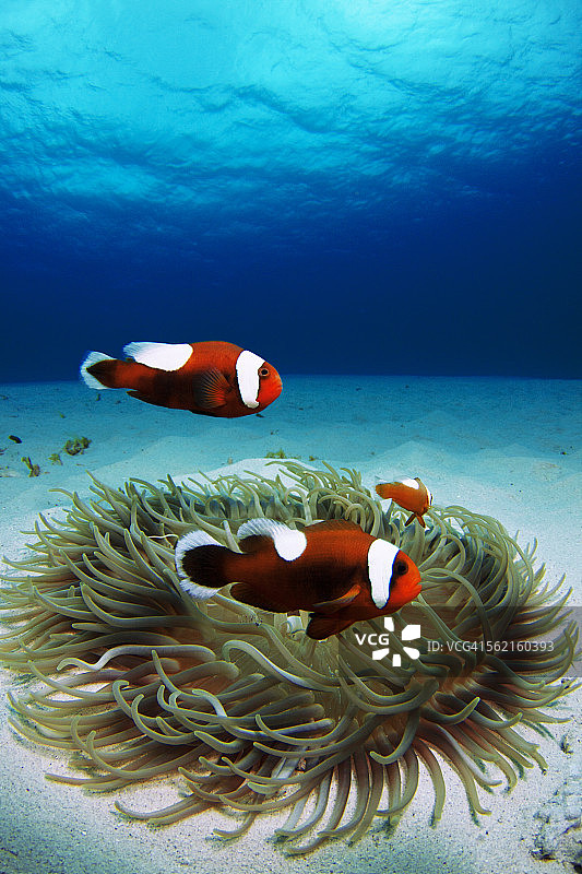 鞍背海葵鱼图片素材