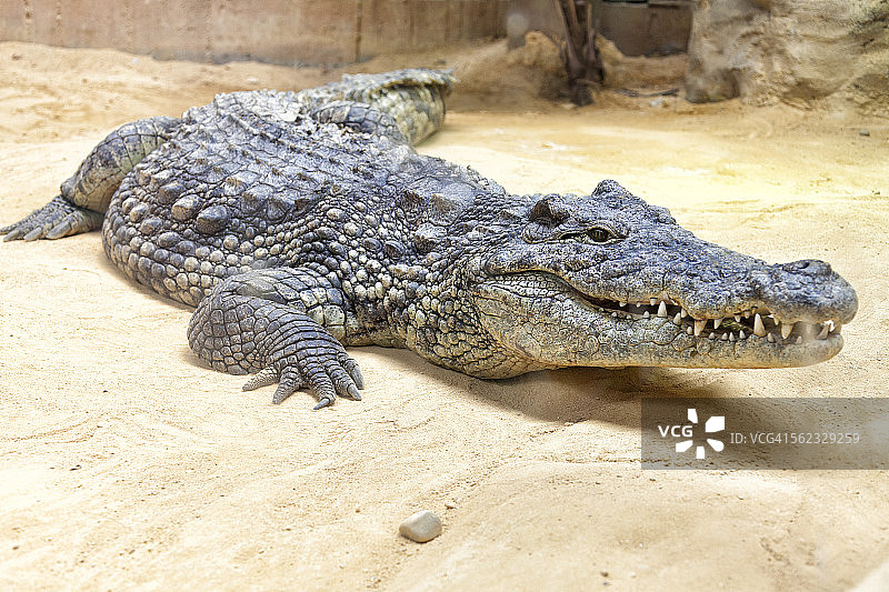 尼罗河的大鳄鱼图片素材