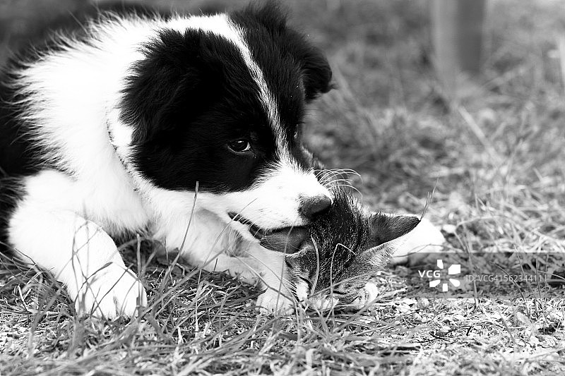 边境牧羊犬幼犬和小猫图片素材