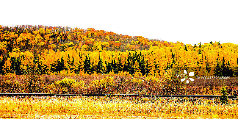 明亮的黄色和橙色落叶松和松树图片素材