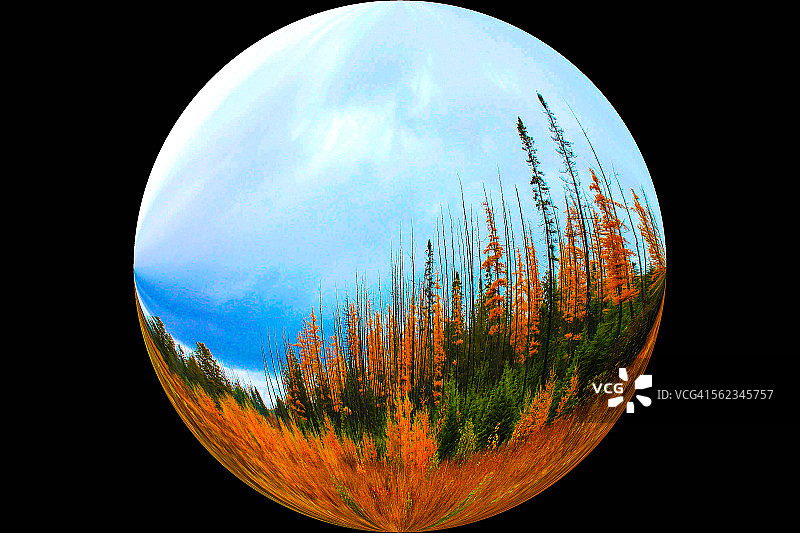 鱼眼森林圆形景观图片素材