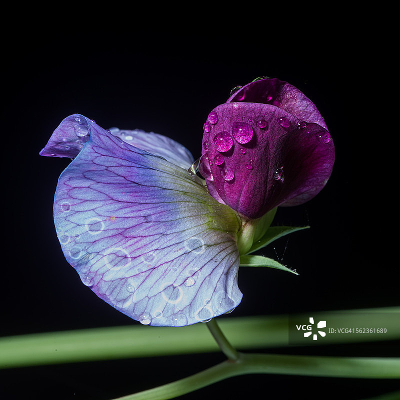 黑色背景上的花园豌豆花图片素材