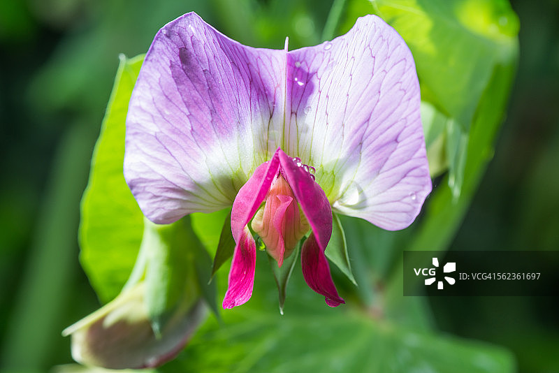 黑色背景上的花园豌豆花图片素材