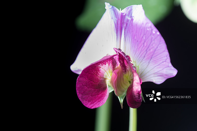 黑色背景上的花园豌豆花图片素材