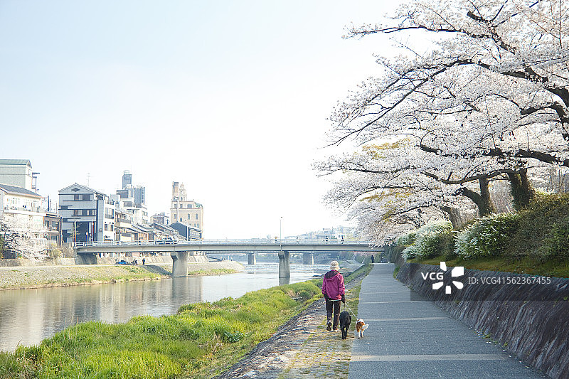 鸭川的早晨景色图片素材