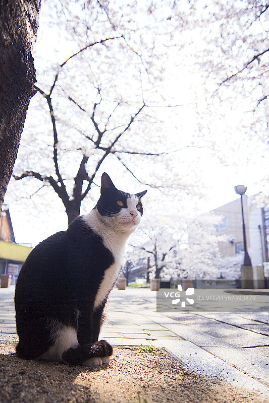 双色猫图片素材