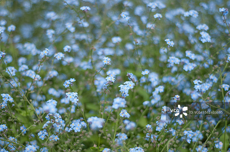 勿忘我花图片素材