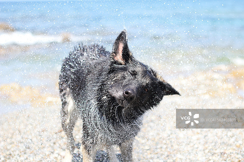 甩掉水滴图片素材