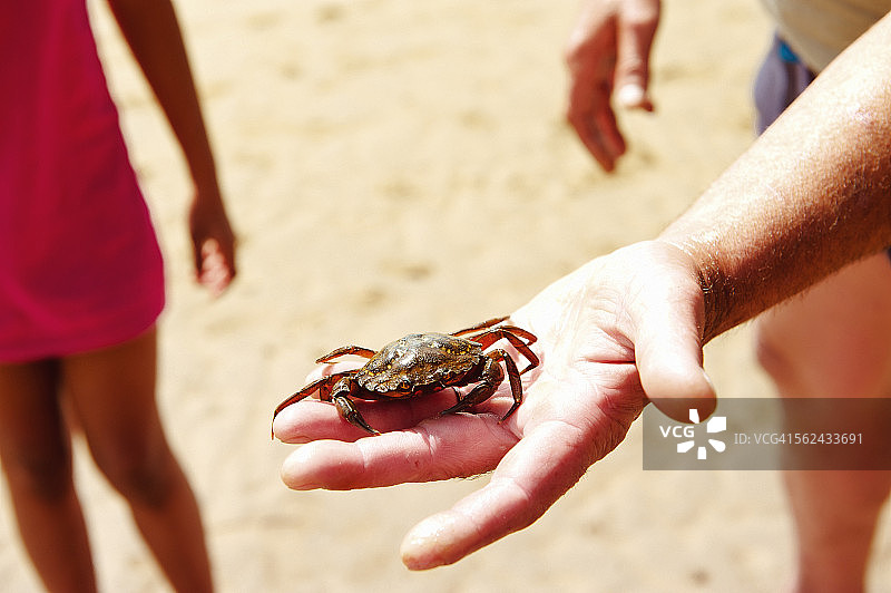 小螃蟹图片素材