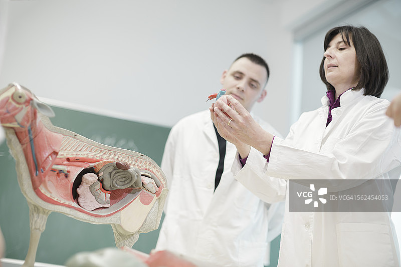 带有解剖模型的学生和老师图片素材