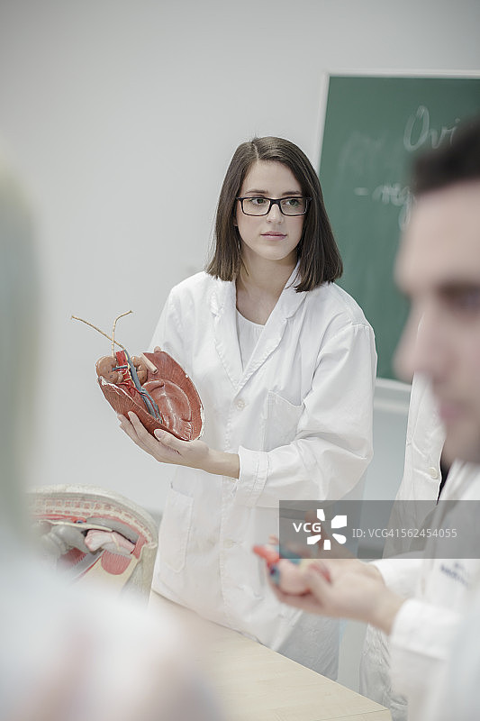 在教室里使用人体解剖模型的学生图片素材