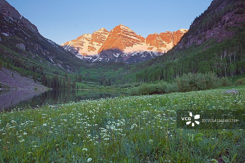 科罗拉多州阿斯彭市栗色钟山鲜花图片素材