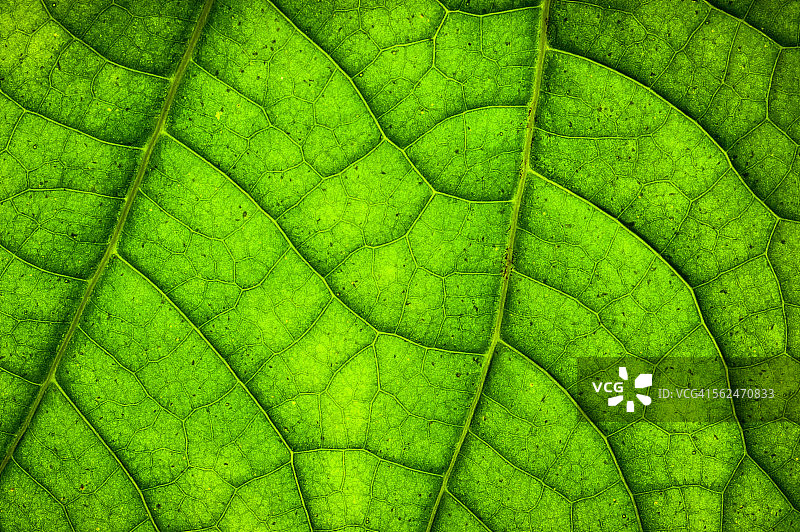 绿叶结构图片素材
