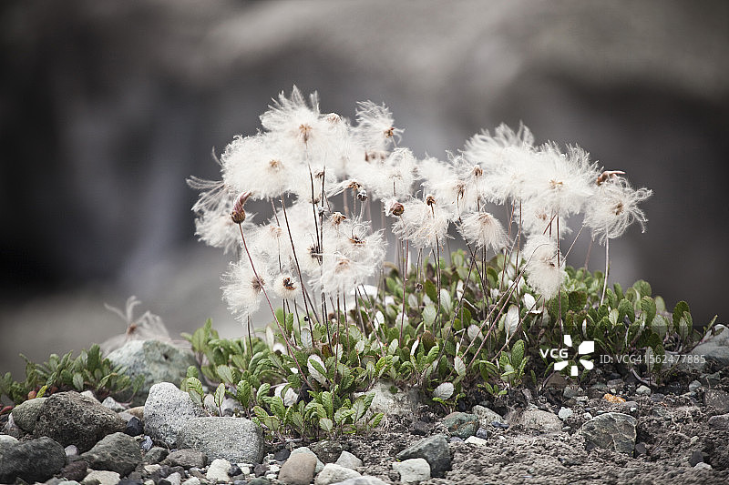 冰川边缘的开花Dryas（Dryas spp.），美国阿拉斯加图片素材