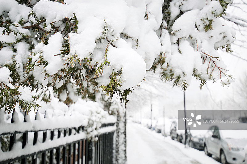 白雪覆盖的常绿树特写图片素材