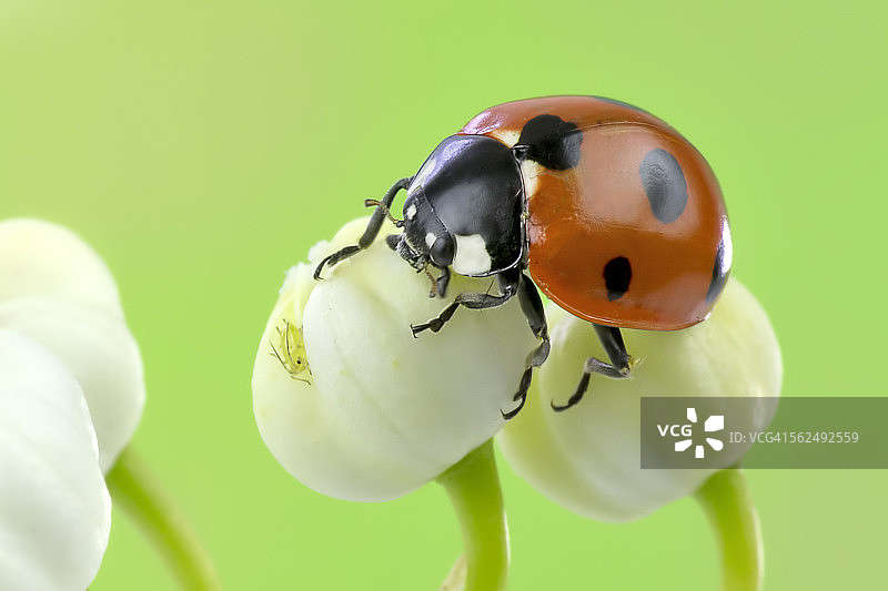瓢虫捕食猎物图片素材